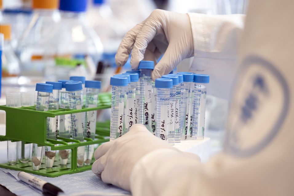 Closeup of gloved hands arranging test tubes in a laboratory at MSK.